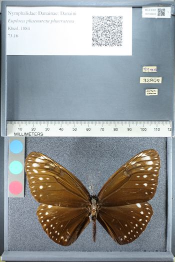Media type: image;   Entomology 158443